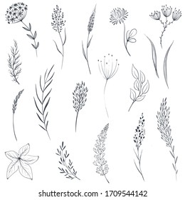 Vector collection of hand drawn herbs and wildflowers. Romantic summer floral set