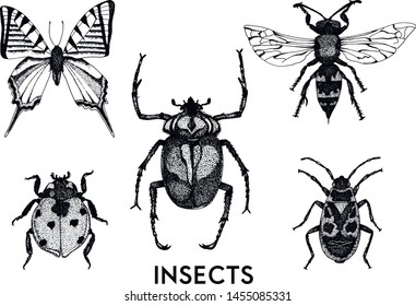 Vector collection of hand drawn insect illustrations. Entomological sketch set.