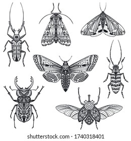 Vector collection hand drawn insects  moth  butterfly  beetle  bug  Entomological magical set in sketch style 