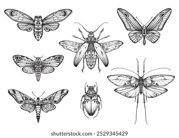 Vector collection of hand drawn insects, moth, butterfly, beetle, bug. Entomological magical set in sketch style.