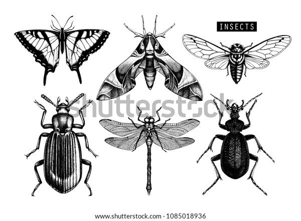 手描きの昆虫のイラストのベクター画像コレクション キクチョウ セミ カブトムシ 虫 トンボの絵 昆虫学的なスケッチセット のベクター画像素材 ロイヤリティフリー