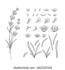 Vector collection of hand drawn lavender flower