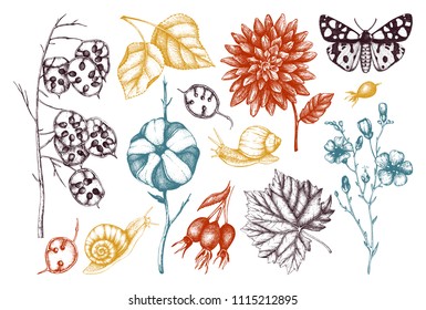 Vector collection of hand drawn leaves, flowers, snails, butterflies, and seeds sketches. Autumn nature background. Vintage farm life illustrations.