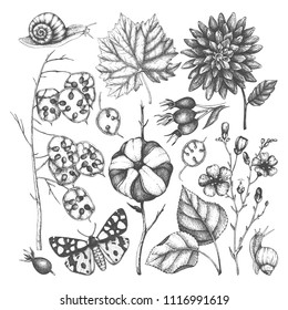 Vector collection of hand drawn leaves, flowers, snails, butterflies, and seeds sketches. Autumn nature background. Vintage farm life illustrations.