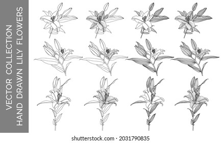 Vector collection of hand drawn lily flowers, black line graphics on white background. Design elements for decorating printed products, invitations, greetings, postcards, wallpapers, covers, coloring.