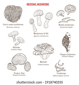 Vector collection of hand drawn medicinal mushrooms. Hand drawn botanical vector illustration