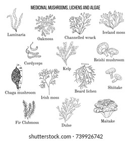 Vector collection of hand drawn medicinal mushrooms, lichens and seaweeds