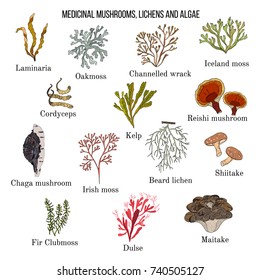 Vector collection of hand drawn medicinal mushrooms, lichens and seaweeds