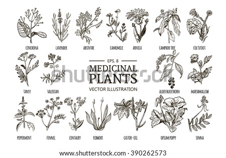 Vector collection of hand drawn medicinal herbs. Botanical plant illustration. Vintage sketch set.