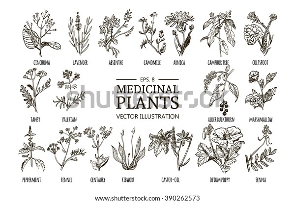 Vector Collection Hand Drawn Medicinal Herbs Stock Vector Royalty Free Shutterstock