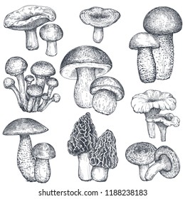 Vector collection of hand drawn mushrooms. Isolated sketch objects, food drawing. Porcini, morel, boletus, honey agaric, chanterelle, russula. Vegetarian product for menu market packaging.