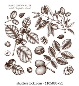 Vector collection of hand drawn nuts sketches. Vintage illustrations of walnut, hazelnut and almond. Botanical leaves, fruits, nutshells for packaging, branding, prints, cards design.