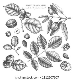 Vector collection of hand drawn nuts sketches. Vintage illustrations of walnut, hazelnut and almond. Botanical leaves, fruits, nutshells for packaging, branding, prints, cards design.