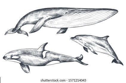 Vector collection of hand drawn ocean and sea animals in sketch style isolated on white. Whale, dolphin, orca. Monochrome graphic set