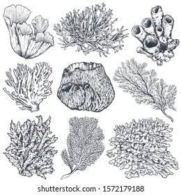 Vector collection of hand drawn ocean plants and coral reef elements in sketch style isolated on white. Monochrome graphic set.