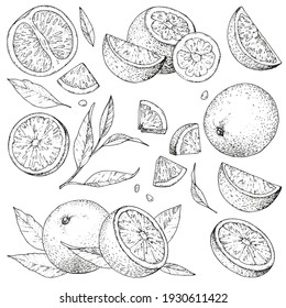 Vector collection of hand drawn orange. Set monochrome sketches with pieces fruit. Drawings of branches and leaves. Engraving style. For packaging design, advertising, menus, recipe magazines. PART 1