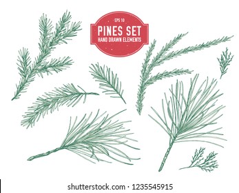 Vector collection of hand drawn pastel pine branch, spruce, redwood