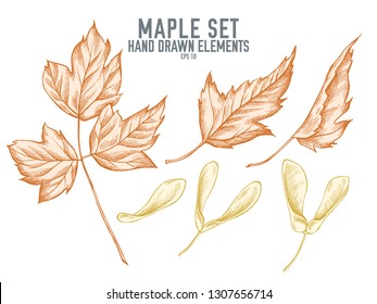 Vector collection of hand drawn pastel maple