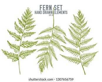 Vector collection of hand drawn pastel fern