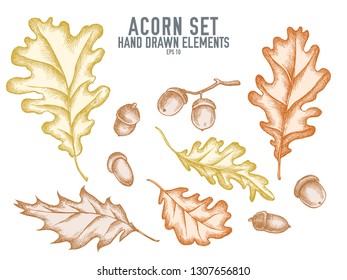 Vector collection of hand drawn pastel acorn
