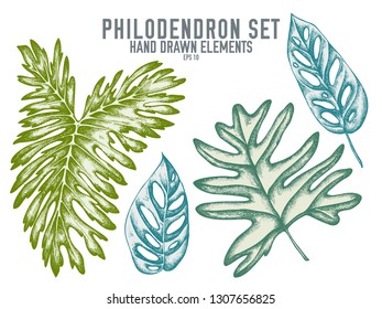 Vector collection of hand drawn pastel philodendron