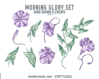 Vector collection of hand drawn pastel morning glory