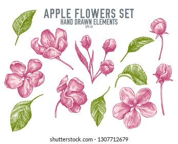 Vector collection of hand drawn pastel apple flowers