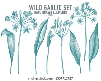 Vector collection of hand drawn pastel wild garlic