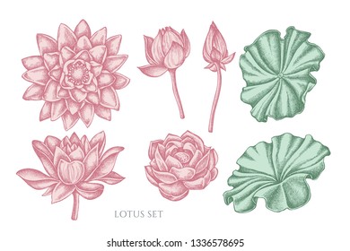 Vector collection of hand drawn pastel lotus