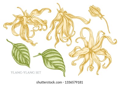 Vector collection of hand drawn pastel ylang-ylang