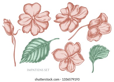 Vector collection of hand drawn pastel impatiens