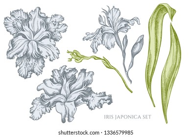 Vector collection of hand drawn pastel iris japonica