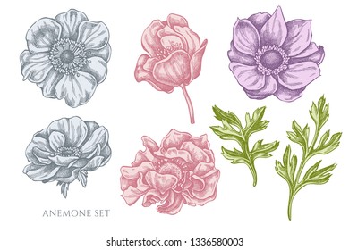 Vector collection of hand drawn pastel anemone
