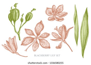 Vector collection of hand drawn pastel blackberry lily