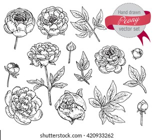 Vector collection of hand drawn peony flowers and leaves isolate on white background