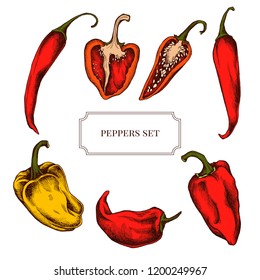 Vector collection of hand drawn pepper highly detailed