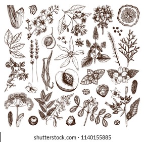 Vector collection of hand drawn perfumery materials and ingredients. Vintage set of aromatic plants, fruits, flowers, seeds, berries, herbs and spices for perfumes and cosmetics.