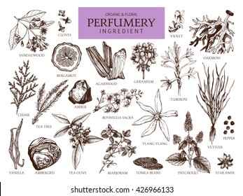 Vector collection of hand drawn perfumery materials and ingredients. Vintage set of aromatic plants for perfumes and cosmetics.