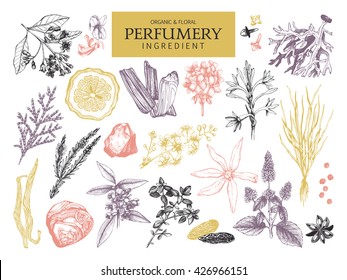 Vector collection of hand drawn perfumery materials and ingredients. Vintage set of aromatic plants for perfumes and cosmetics.