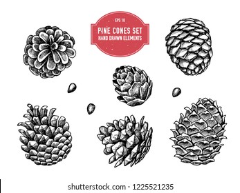 Vector collection of hand drawn pine cones