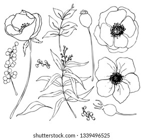 Vector collection of hand drawn plants with eucalyptus and anemone. Botanical set of sketch flowers and branches with eucalyptus leaves isolated on white background for design, print or fabric
