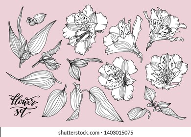 Vector collection of hand drawn plants. Botanical set of sketch flowers, leaves and branches. Alstroemeria hand drawn black and white set.