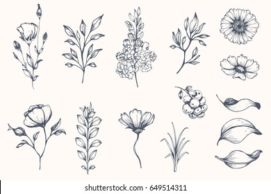 Vector Collection Of Hand Drawn Plants. Botanical Set Of Sketch Flowers And Branches.
