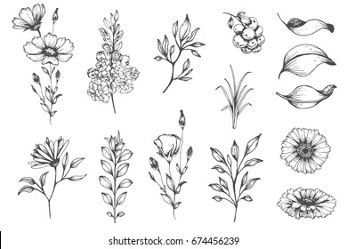 Vector collection of hand drawn plants. Botanical set of sketch flowers and branches.