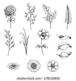 Colección vectorial de plantas extraídas a mano. Conjunto botánico de flores, ramas y hojas.
