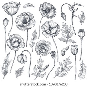 Vector collection of hand drawn poppy flowers, buds and leaves in sketch style isolated on white background. Beautiful floral elements for spring design or coloring book