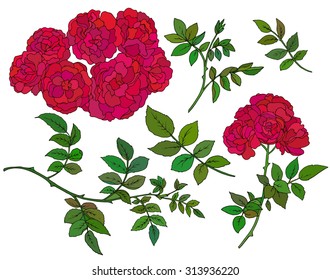 Vector collection of  hand drawn red bush roses isolated on white background.
