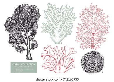 Vector collection of hand drawn reef corals sketch.Vintage set underwater natural elements. Vintage sealife illustration on white background