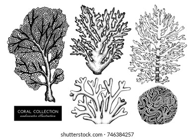 Vector collection of hand drawn reef corals sketch.Vintage set underwater natural elements. Vintage sealife illustration on white background