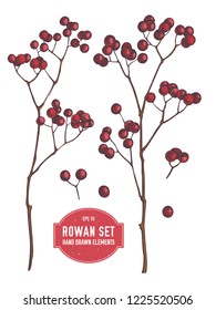 Vector collection of hand drawn rowans